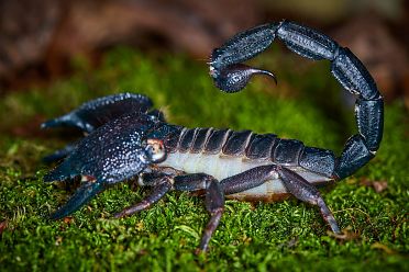 Macrofotografia con ragni e scorpioni 