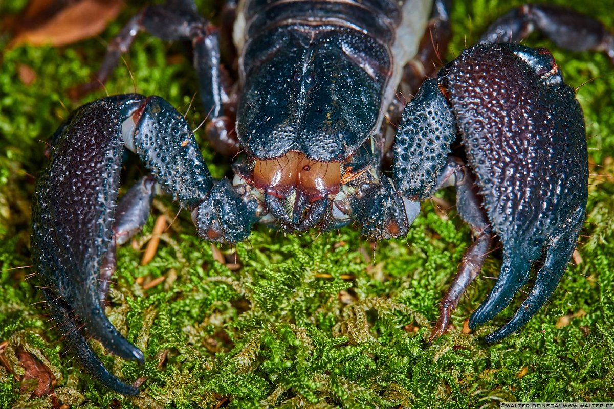 Macrofotografia Con Ragni E Scorpioni | Varie | Alto Adige, Trentino ...