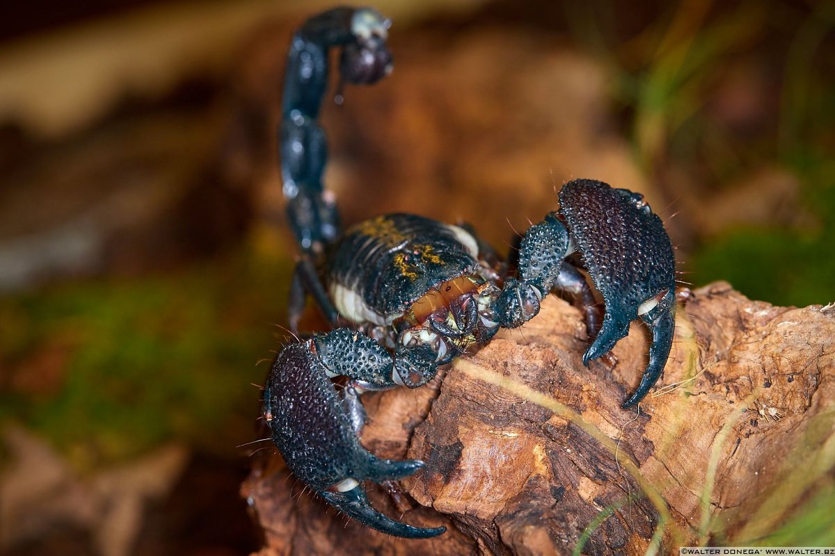  Macrofotografia con ragni e scorpioni 