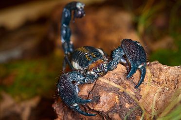 Macrofotografia con ragni e scorpioni