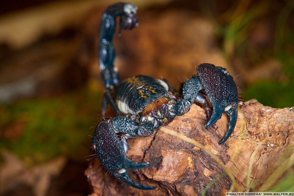  Macrofotografia con ragni e scorpioni 