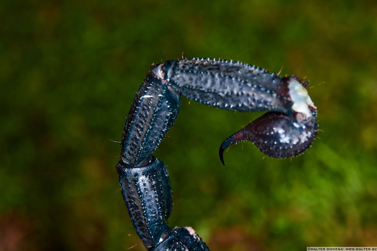  Macrofotografia con ragni e scorpioni 