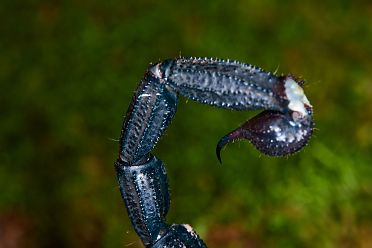Macrofotografia con ragni e scorpioni