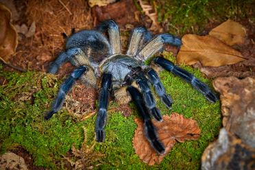 Macrofotografia con ragni e scorpioni 