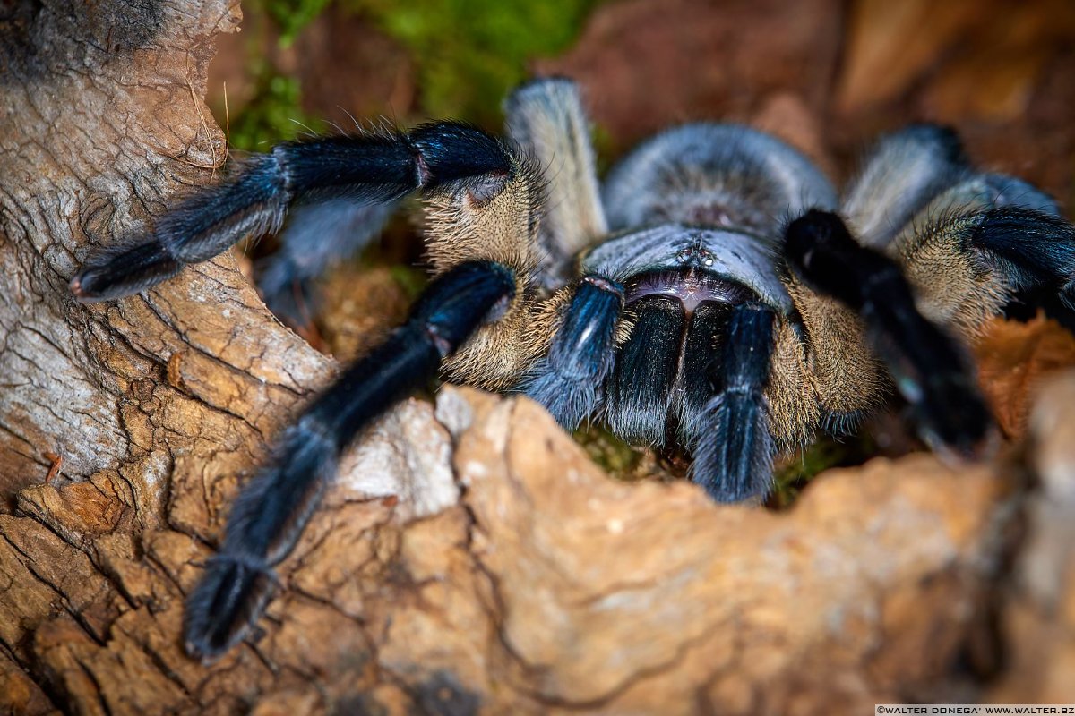  Macrofotografia con ragni e scorpioni 