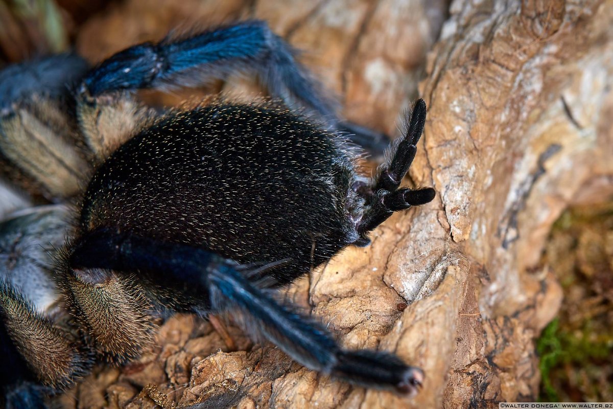  Macrofotografia con ragni e scorpioni 