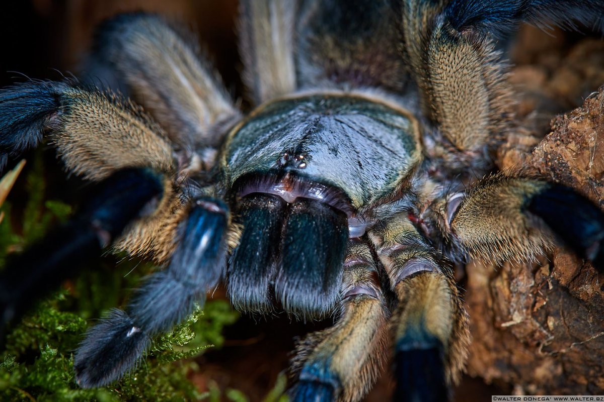  Macrofotografia con ragni e scorpioni 