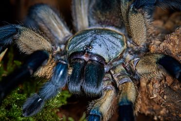 Macrofotografia con ragni e scorpioni 