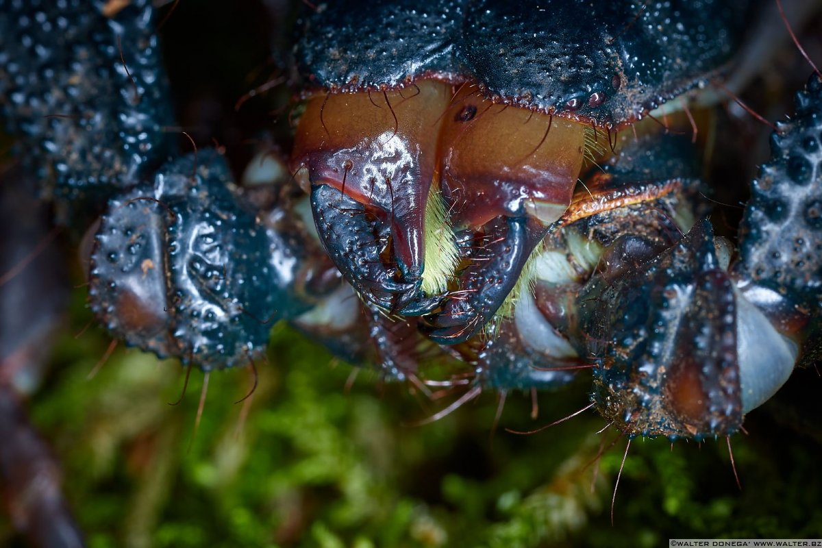 Macrofotografia con ragni e scorpioni 