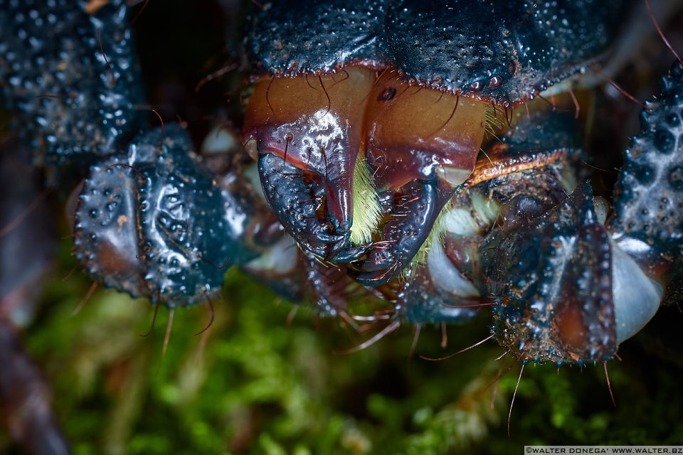  Macrofotografia con ragni e scorpioni 