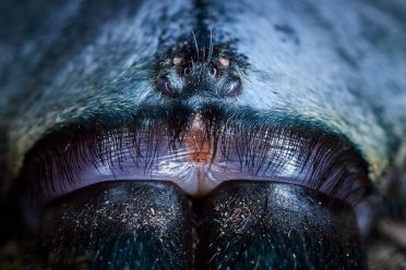 Macrofotografia con ragni e scorpioni