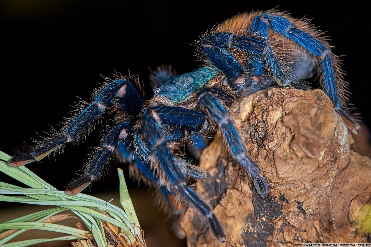  Macrofotografia con ragni e scorpioni 