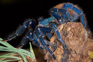 Macrofotografia con ragni e scorpioni