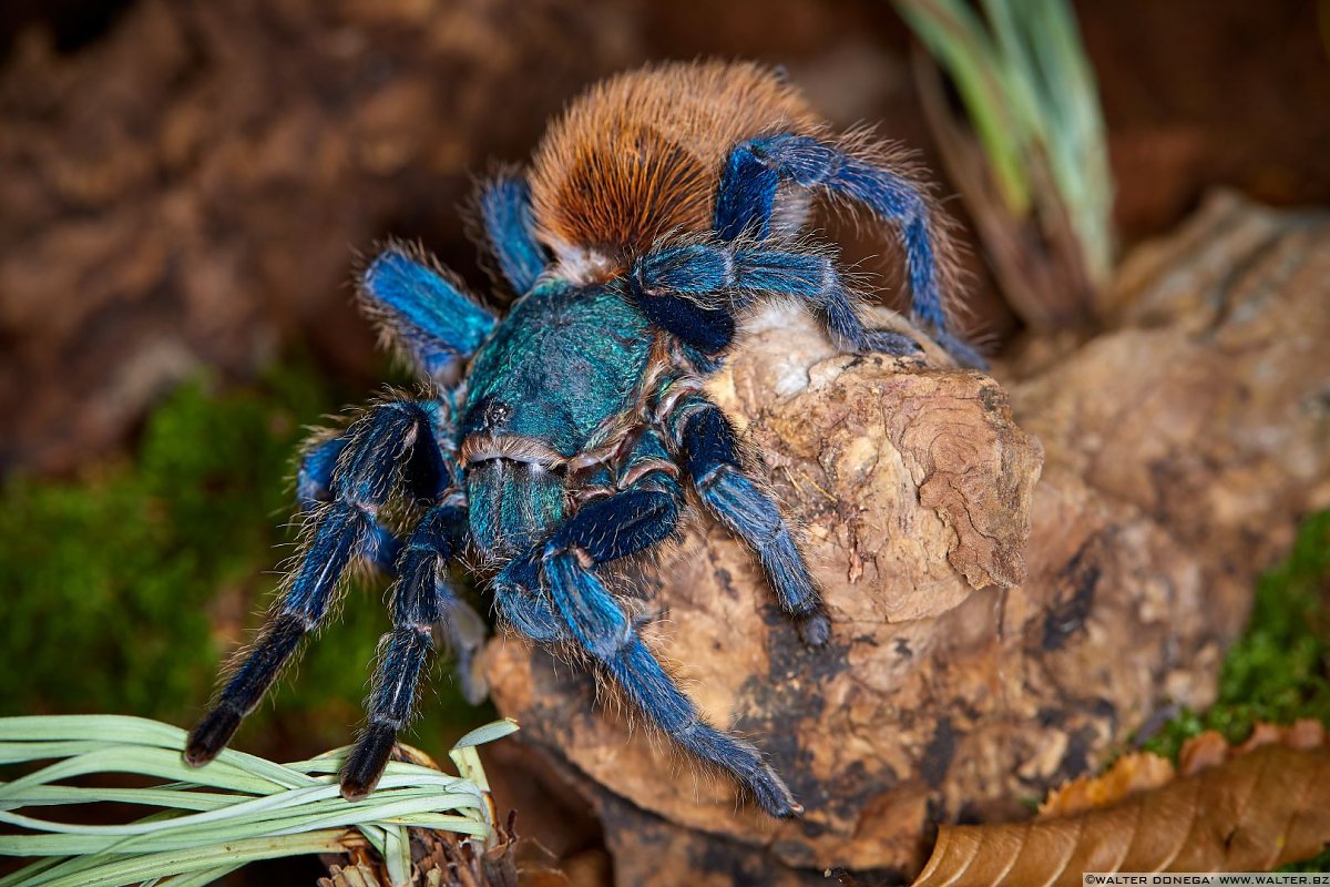  Macrofotografia con ragni e scorpioni 