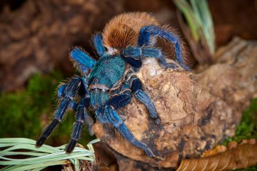 Macrofotografia con ragni e scorpioni 