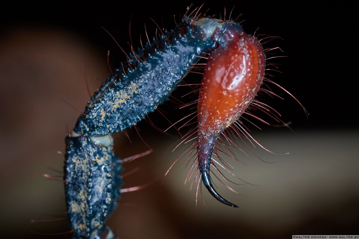  Macrofotografia con ragni e scorpioni 