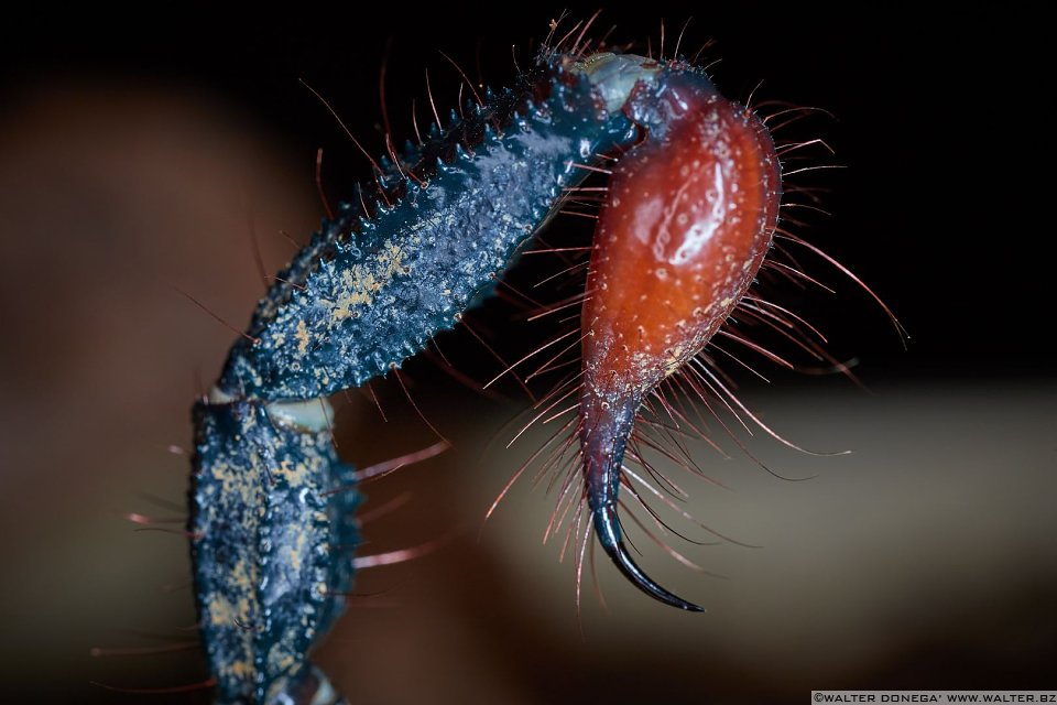  Macrofotografia con ragni e scorpioni 