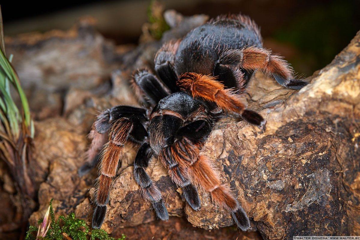  Macrofotografia con ragni e scorpioni 