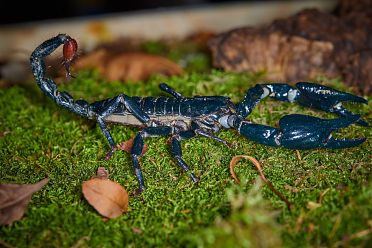 Macrofotografia con ragni e scorpioni