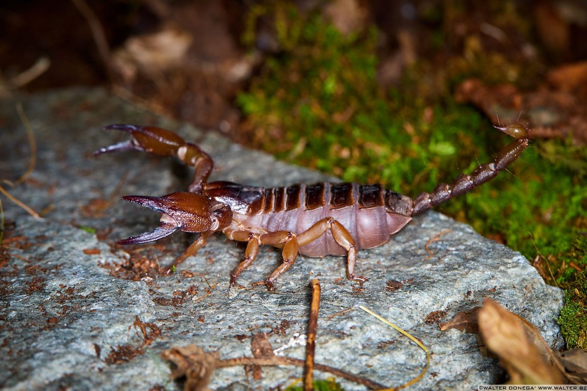  Macrofotografia con ragni e scorpioni 