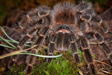 Macrofotografia con ragni e scorpioni 