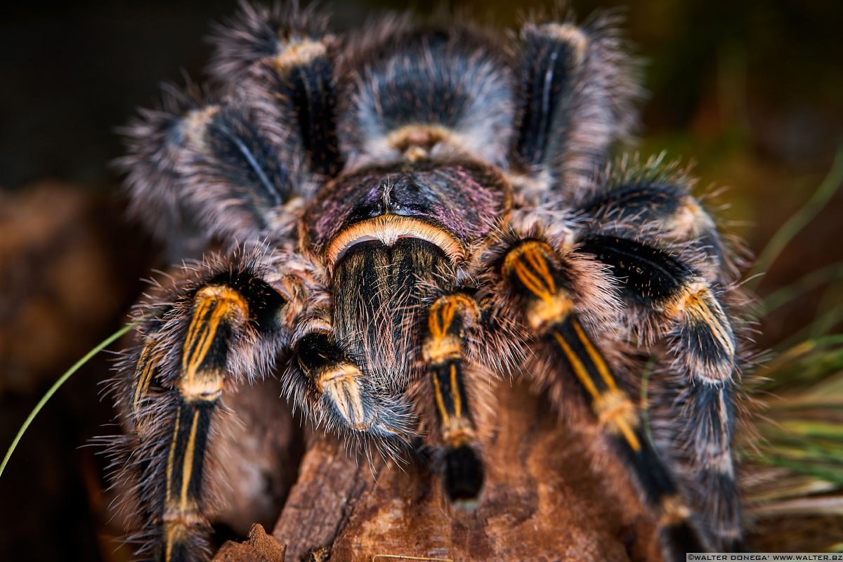 Macrofotografia Con Ragni E Scorpioni | Varie | Alto Adige, Trentino ...