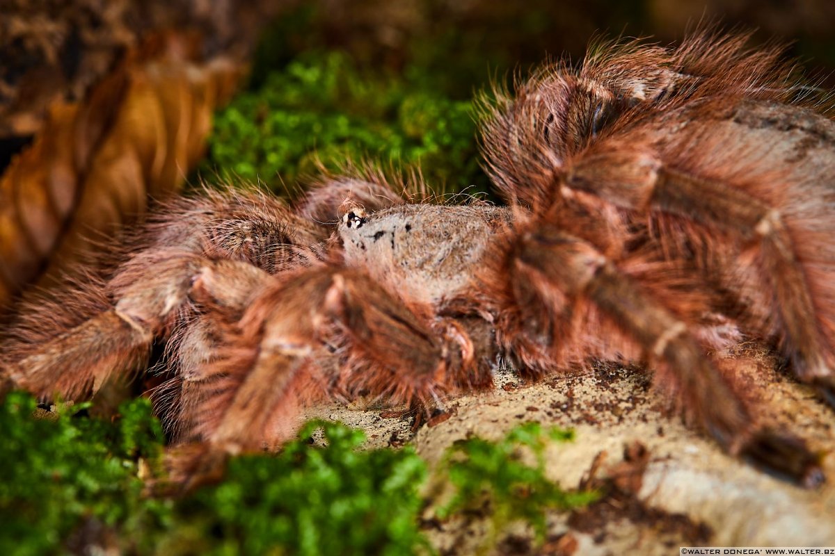  Macrofotografia con ragni e scorpioni 