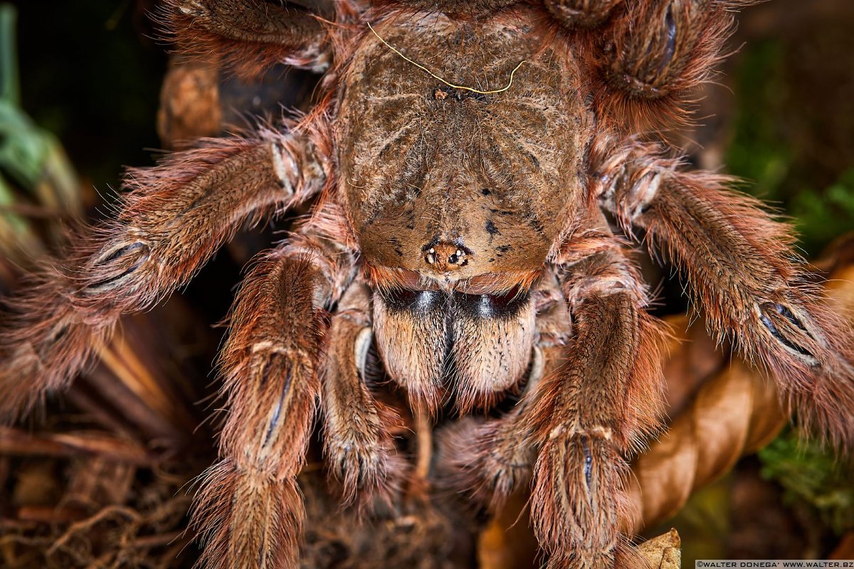  Macrofotografia con ragni e scorpioni 