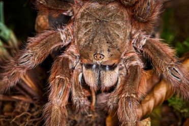 Macrofotografia con ragni e scorpioni