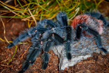 Macrofotografia con ragni e scorpioni 