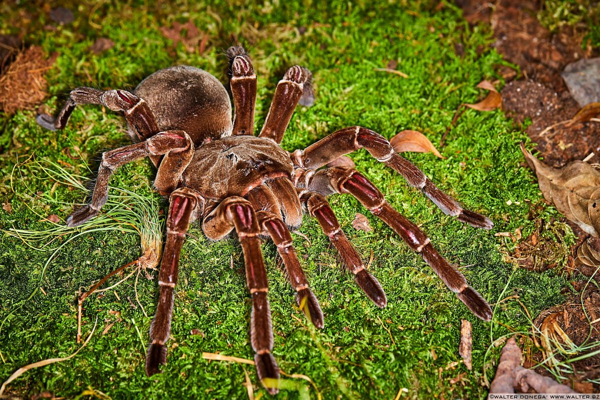 Macrofotografia Con Ragni E Scorpioni | Varie | Alto Adige, Trentino ...