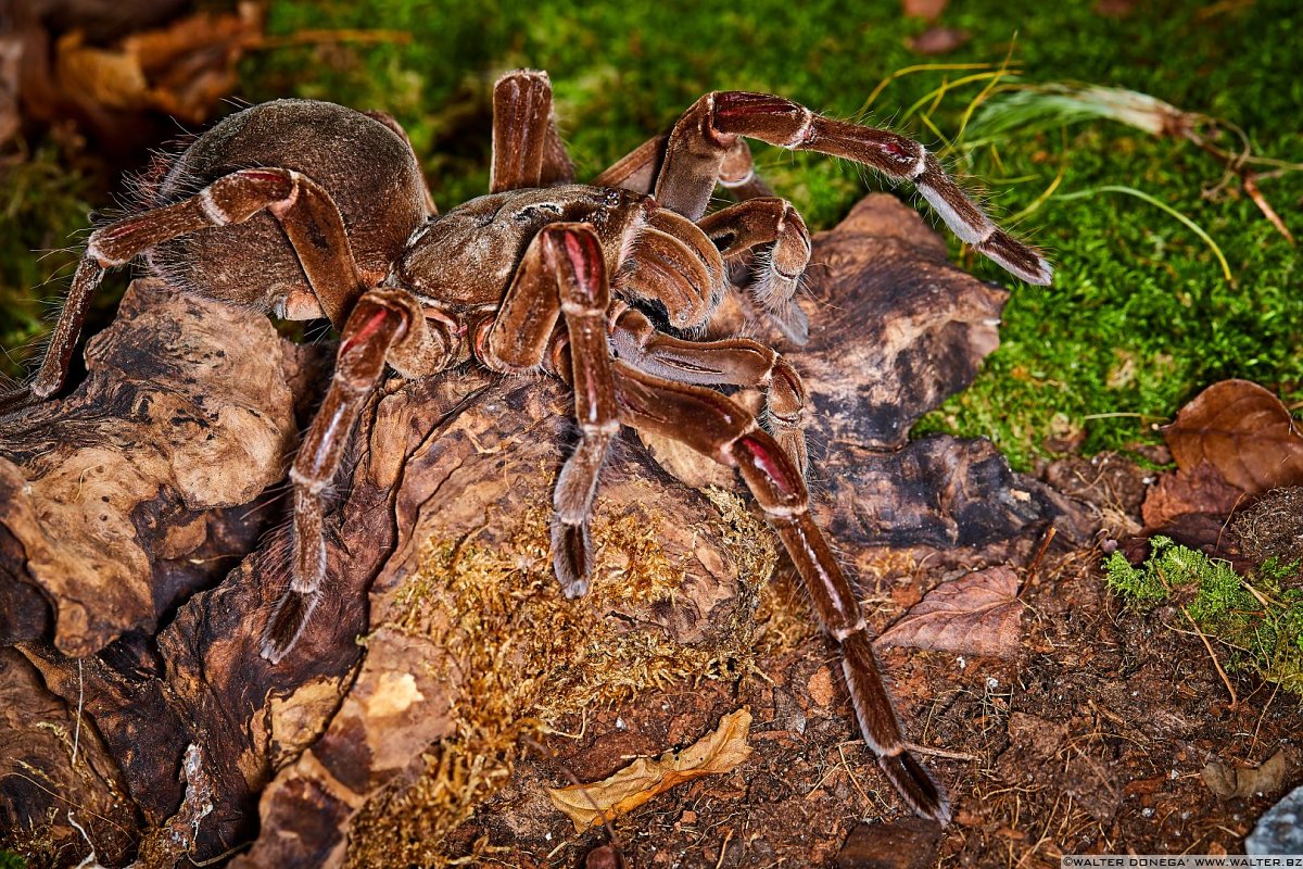 Macrofotografia Con Ragni E Scorpioni | Varie | Alto Adige, Trentino ...