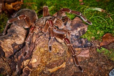 Macrofotografia con ragni e scorpioni