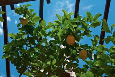 Limonaie del Garda