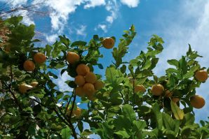 Limonaie del Garda