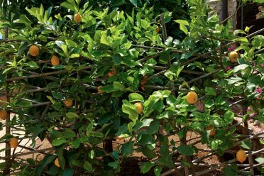Limonaie del Garda