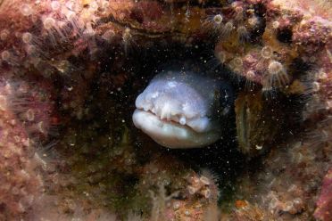 Relitto Evdokia II e Tegnue