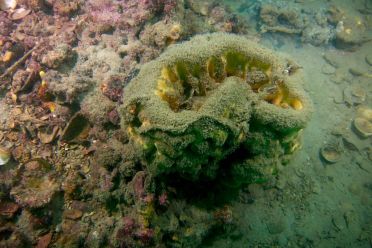 Relitto Evdokia II e Tegnue