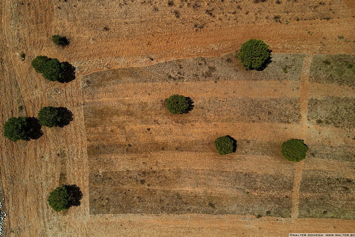  Un mondo di ulivi