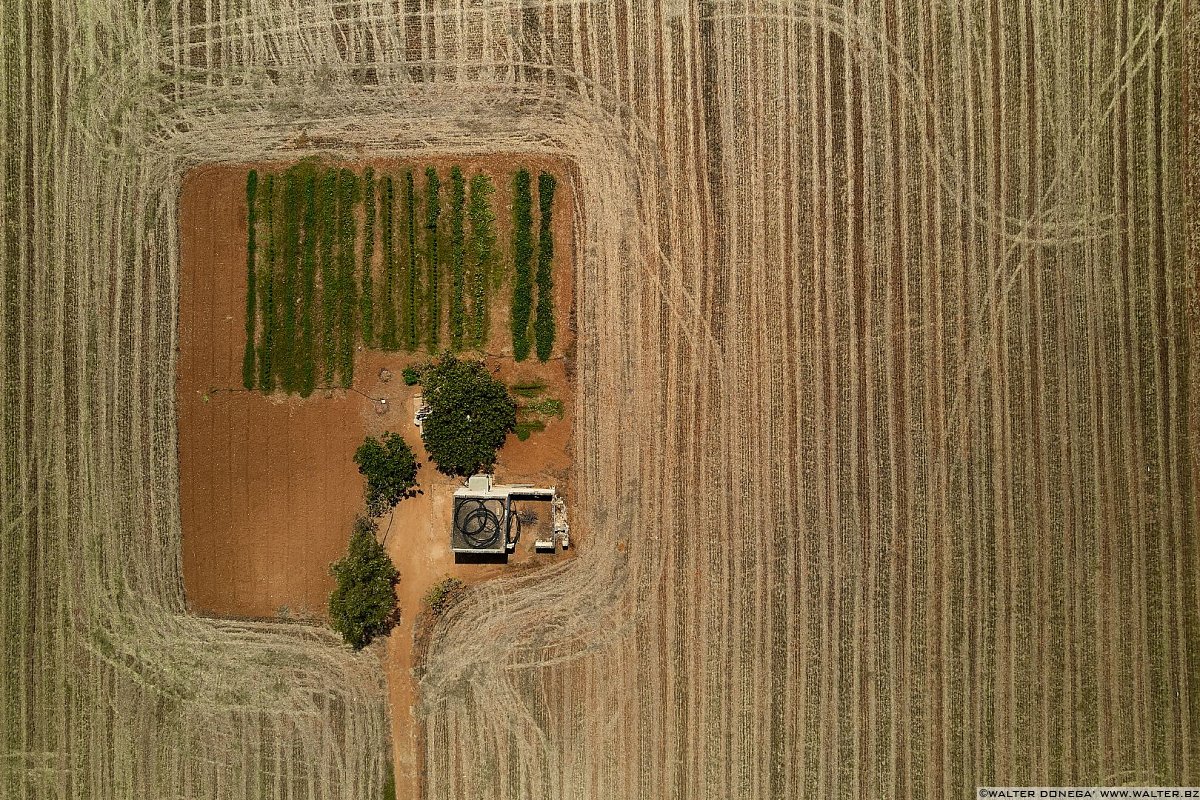  Un mondo di ulivi