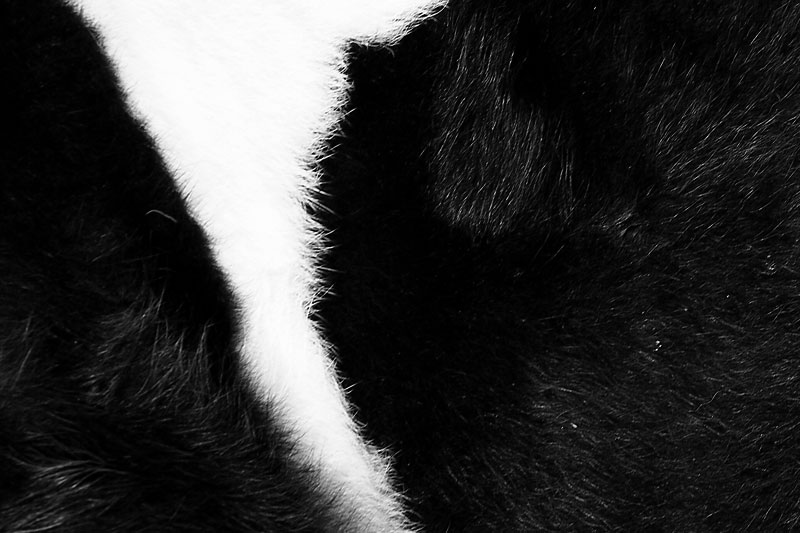 THE COW. DETAIL IN BLACK AND WHITE Photoblog