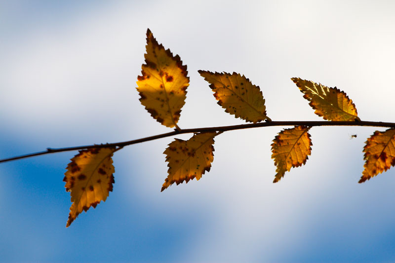 LEAVES ON A WHITE BLU SKY Photoblog