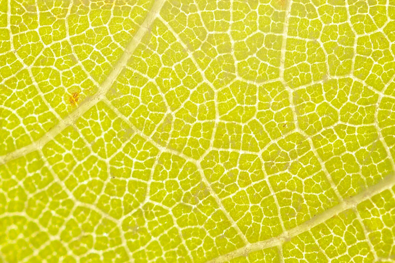 YET ANOTHER LEAF Photoblog