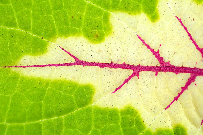 LEAF Photoblog