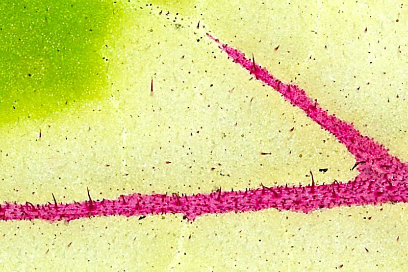 LEAF II CROP 100% Photoblog