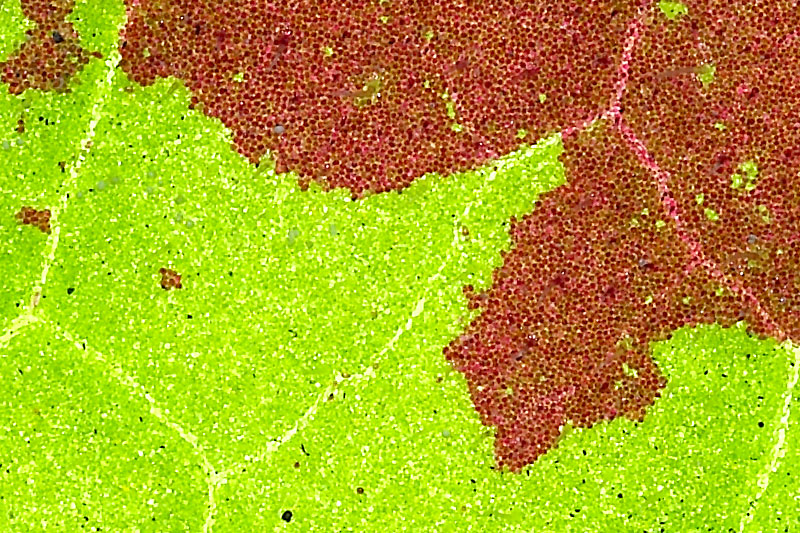 LEAF II CROP 100% Photoblog