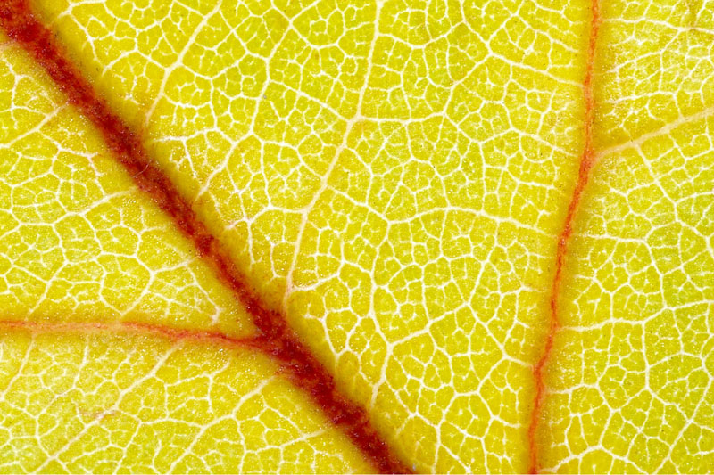 LEAF III Photoblog