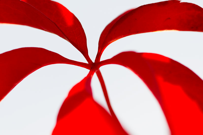 FLOWER PROPELLER Photoblog