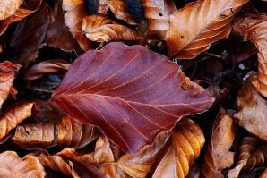 THE LEATHER LEAF
