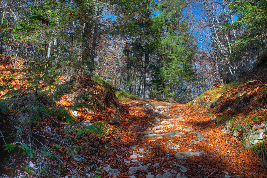 HDR IN THE WOOD Photoblog